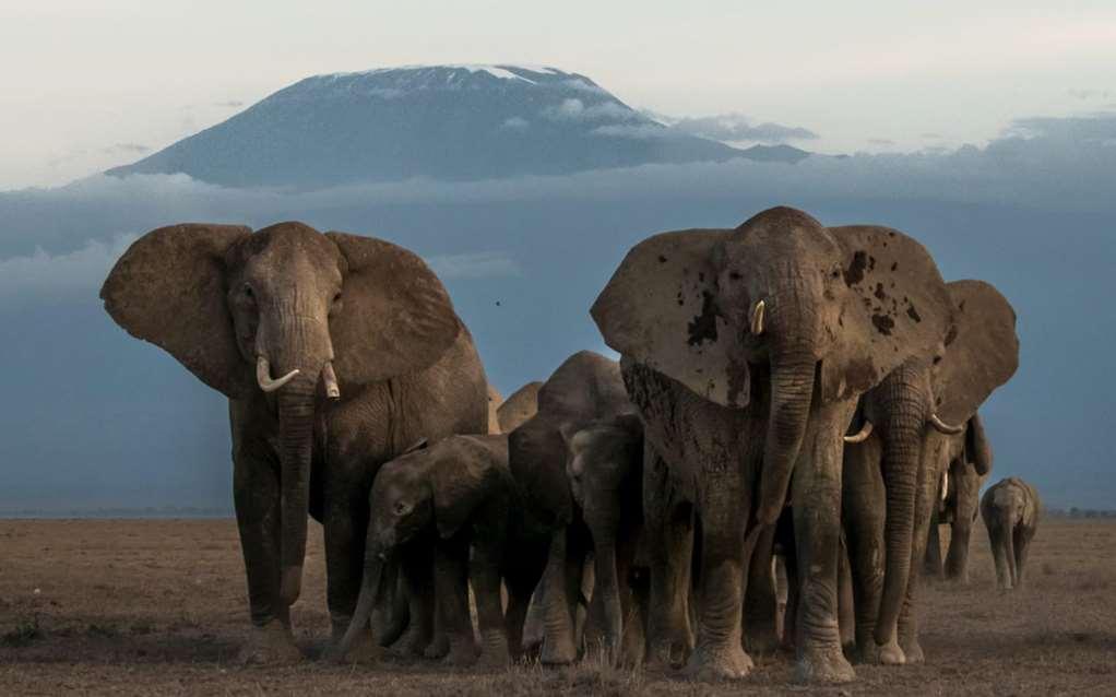 Amboseli Serena Safari Lodge Einrichtungen foto
